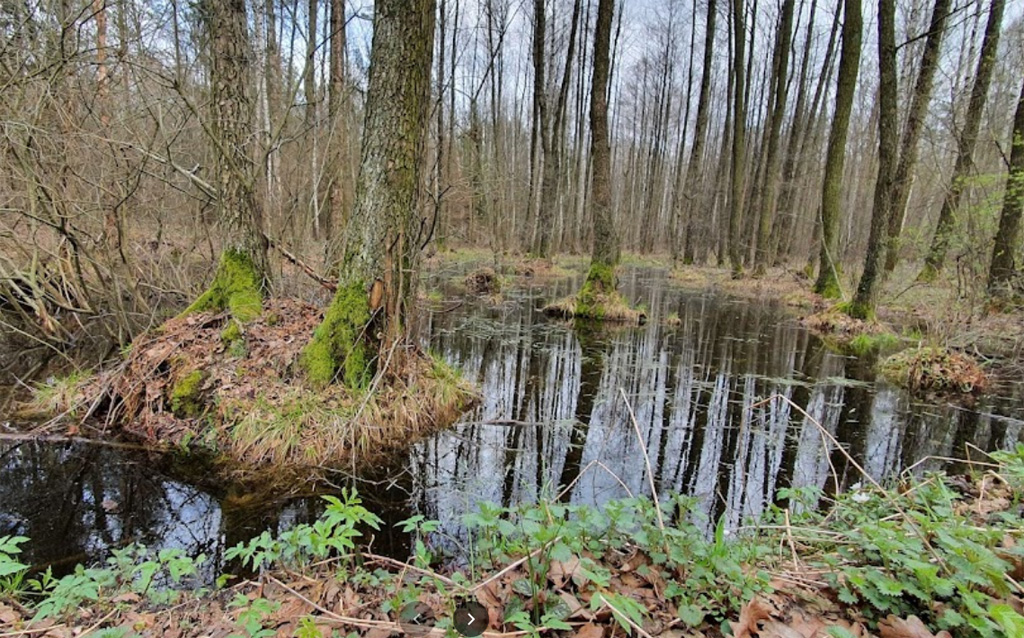 kozlowiecki park